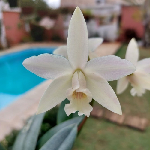 Mini Cattleya Branca Cruzamento Sophronitis Orquidea Exótica