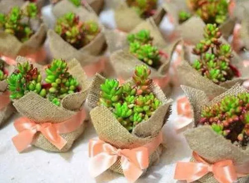 Imagen 2 de 5 de Recuerdos Vivos Cactus Y Suculentas Decorados Al Por Mayor