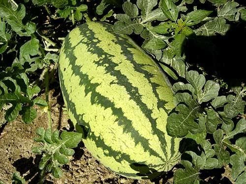 30 Sementes De Melancia Listrada #frete Grátis #