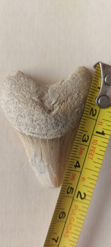 Diente Fósil De Tiburón Shark Tooth (Usado)