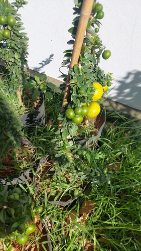 Limão Cravo Do Uruguai -muda Produzindo Pronta Para Plantar | Parcelamento  sem juros