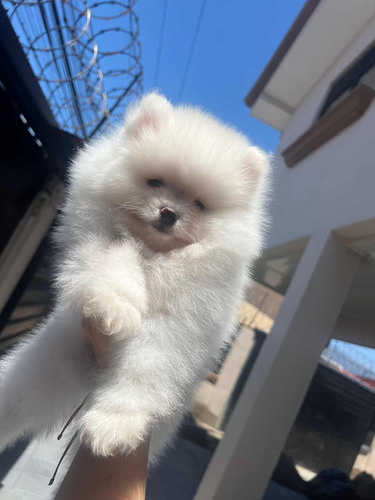 Pomeranian Macho