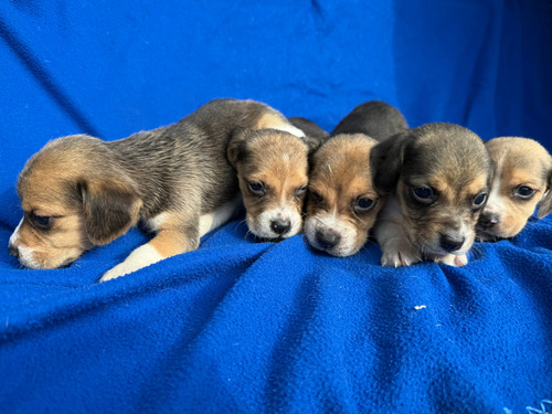 Cachorros Beagle Tricolor (Usado)