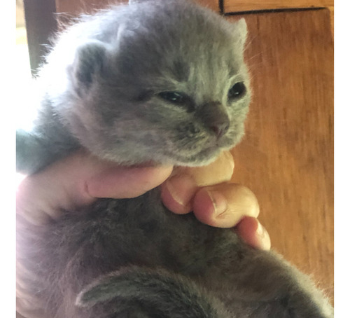 British Shorthair Gatitos
