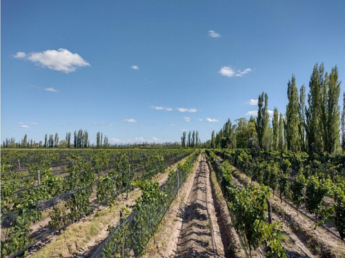 Vendo Finca De 20 Hectareas A Tranquera Cerrada San Rafael