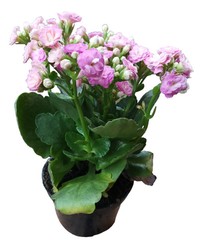 Planta Kalanchoe Rosado Claro 