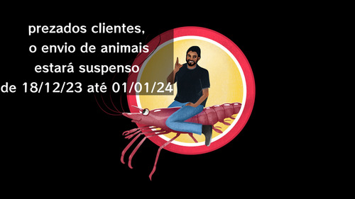Peixe Plati Red White - Pacote C/10 Unidades