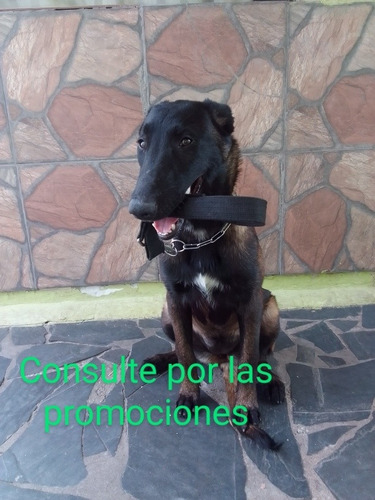 Imagen 5 de 5 de Adiestramiento Y Rehabilitaciones Caninas Ruben Silva Videla