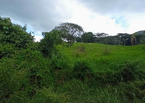 Imagen 28 de 30 de Vendo Finca En Tocuyito Vía Cachinche ( Dt )
