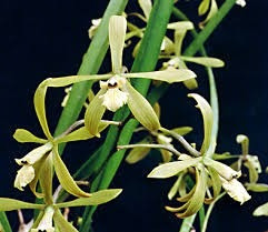 Orquídea Encyclia Stellata (a Florecer)