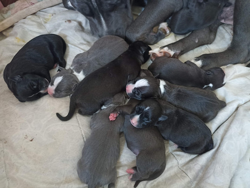 American Bully Filhotes