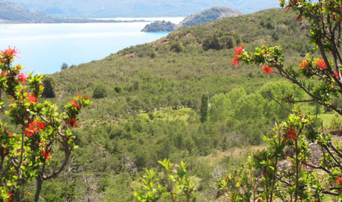 Fundo Puerto Guadal, Lago General Carrera