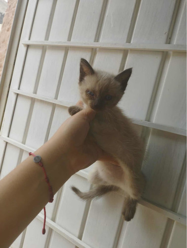 Gato Siames