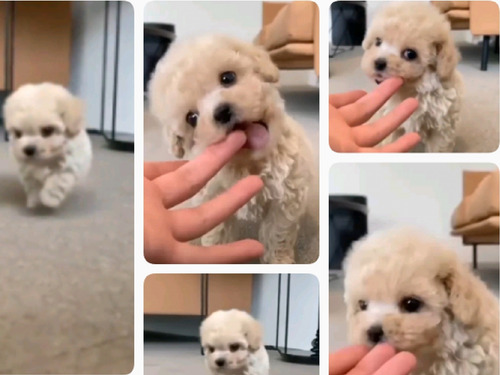 Imagen 4 de 4 de Cachorra De Caniche Mini Toy Beige