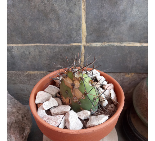 Plantas Varias Suculentas Arbol De Jade Planta Moneda.leer