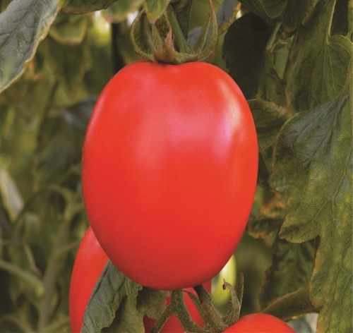 Tomate Adriel Hibrido - 12mg / 10 Sementes