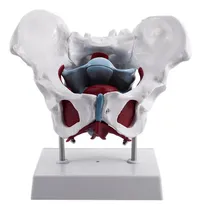Comprar Rx Modelo De Pelvis Femenina Y Órganos Reproductores De