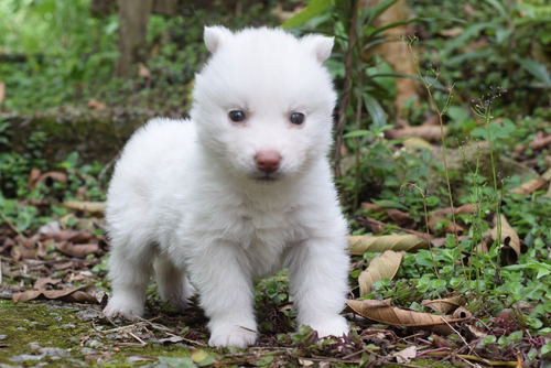 Husky Siberiano Filhote