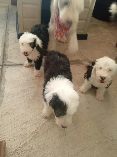  El Viejo Perro Pastor Ingles Mexican English Sheepdog