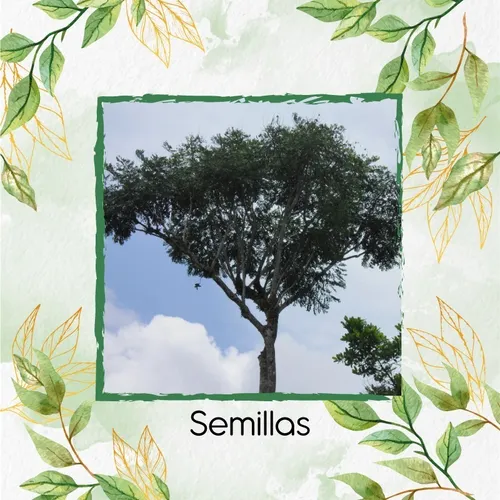 800 Semillas De Árbol Jacaranda Copaia