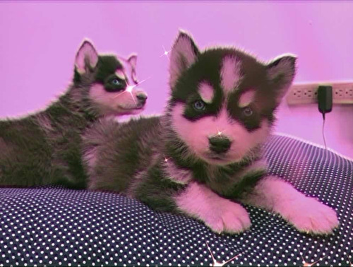 Cachorros Huskys