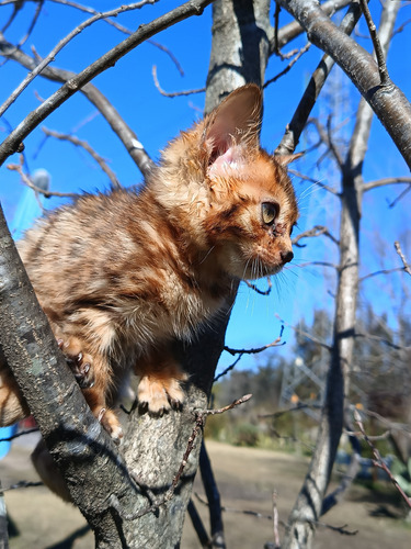 Gatita Hembra Bengal Con Pedigree Entr. Inmediata Brown