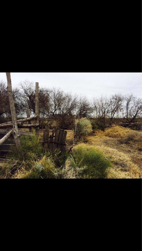 Imagen 3 de 7 de Finca Campo En Mendoza General Alvear 300 Hectareas C/riego