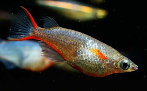 Peixe Ricefish ( Oryzias Woworae ) Pact Com 5
