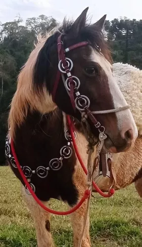 Traia Argolada para Cavalos com emendas em couro de Bufalo - Kit