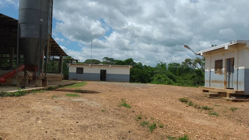 Imagen 7 de 14 de 12997 Katherine Castillo 0412-8567234 Venta Finca Ojo De Agua Via Acarigua