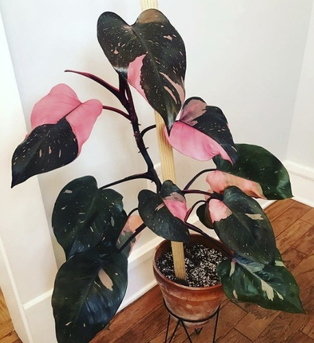 50 Semillas De Monstera Variegata Rosa