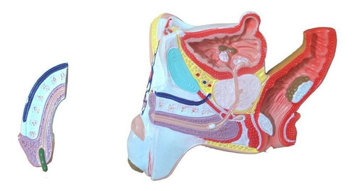 Patologias Do Sistema Urogenital Masculino Anatomia
