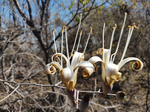 Pochote (ceiba Aesculifolia Subs. Parvifolia) 40 Semillas