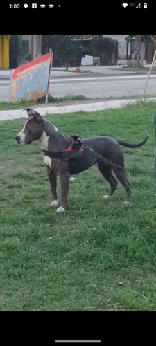 Últimas Dos Hembras, Padre Bully Madre Terrier