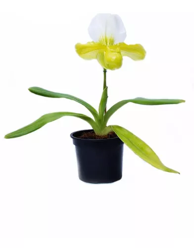 Orquídea Sapatinho Amarelo - Adulta | Parcelamento sem juros