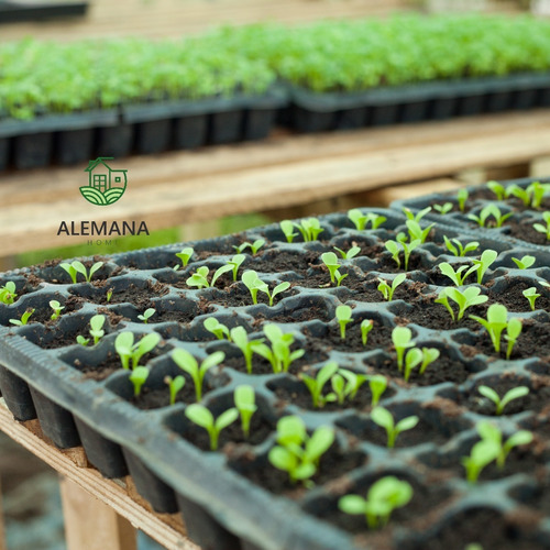 Imagen 3 de 7 de Bandeja Germinacion Cultivo Almacigo Huerta X 1u 72 Celdas