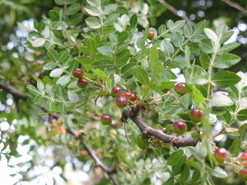 Arbol De Copal