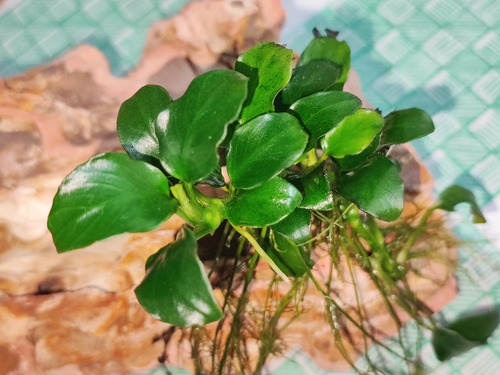 Anubia Petite Cultivadas En Sumergido (Usado)