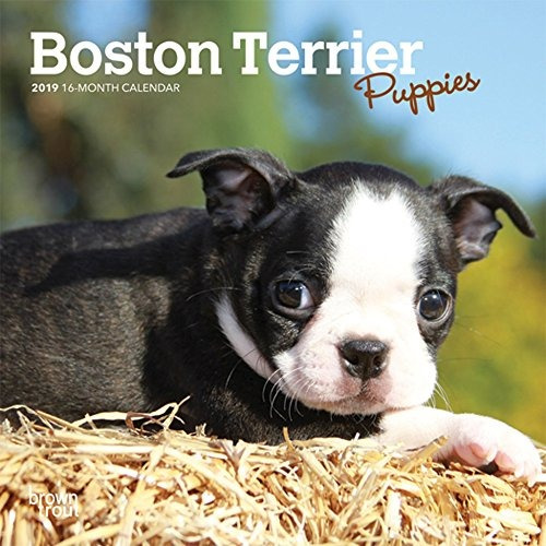 Boston Terrier Puppies 2019 7 X 7 Pulgadas Mensual Mini Cale