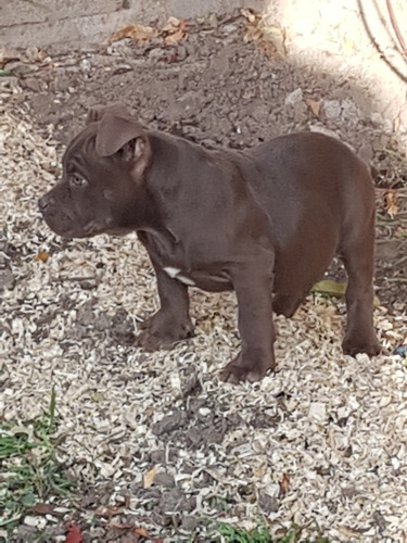 Imagen 5 de 5 de Vendo Cachorros Am Bully Exelentes !!