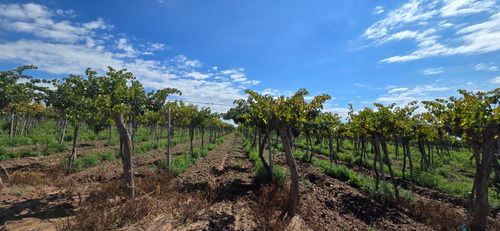 Venta Finca El Carrizal