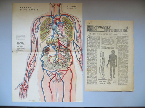 Clipping Cuerpo Humano Revista Figuritas Dec 30