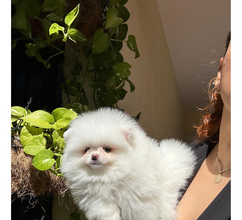 Cachorros Pomerania Cara De Oso Hembras Con Microchip.