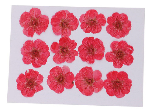 Flores Secas Prensadas Reales Rojo