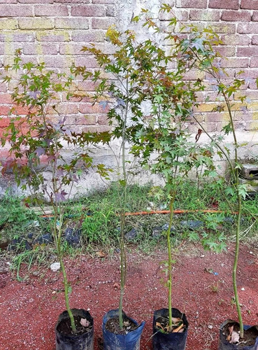 Maple Japones ( Planta ) Acer Palmatum 1.m , Arce Japones