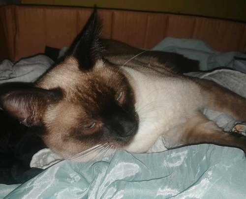 Gatito Siamés Ternurita