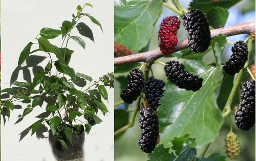 Planta De Arbol De Mora Morus Nigra Blackberry Mulberry