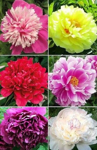 500 Semillas De Peonias Variado + Regalo