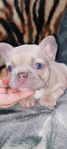 Bulldog Frances Lilac Tan