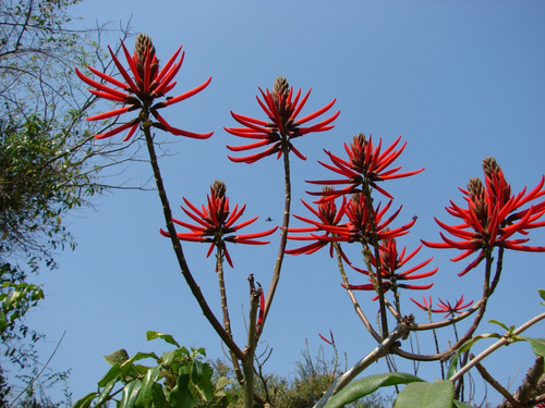 Erythrina Americana - Semillas